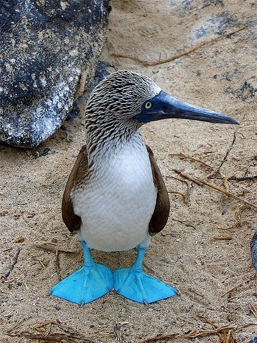 Photo:  Blue Footed Booby, Galapagos Islands, Ecuador. 